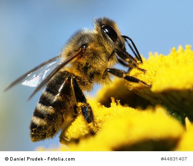 Die Honingbiene - die wichtigste der 500 Bienenarten in Deutschland