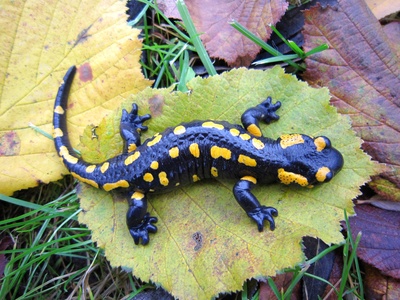 Salamander (Feuersalamander)